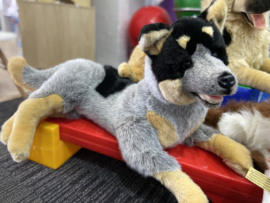 Bluey the Large Cattle Dog - Weighted Toy: 3.6kg