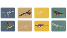 Load image into Gallery viewer, Match These Bones Dinosaur Memory Game