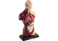 Load image into Gallery viewer, Australian Geographic - Human Anatomy Model (27cm)